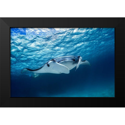 Manta Ray Black Modern Wood Framed Art Print by Gabriel, Barathieu