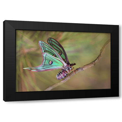 Isabellae Black Modern Wood Framed Art Print by Hoffman, Jimmy