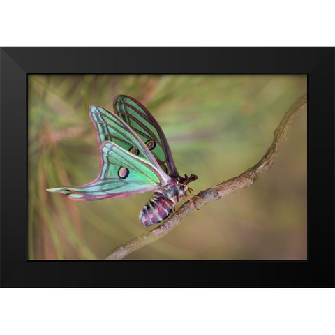 Isabellae Black Modern Wood Framed Art Print by Hoffman, Jimmy