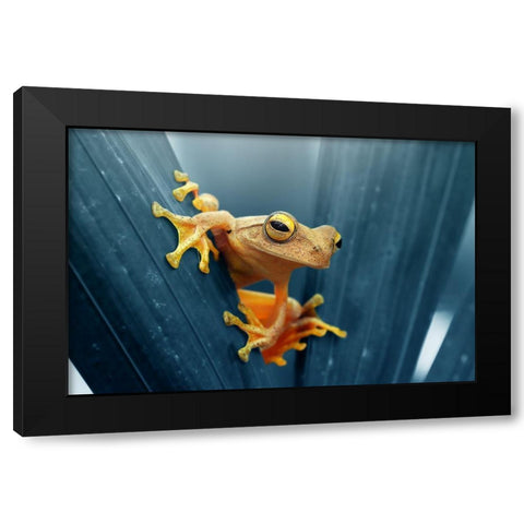 Frog - The Gold Black Modern Wood Framed Art Print by Priyadi, Andri