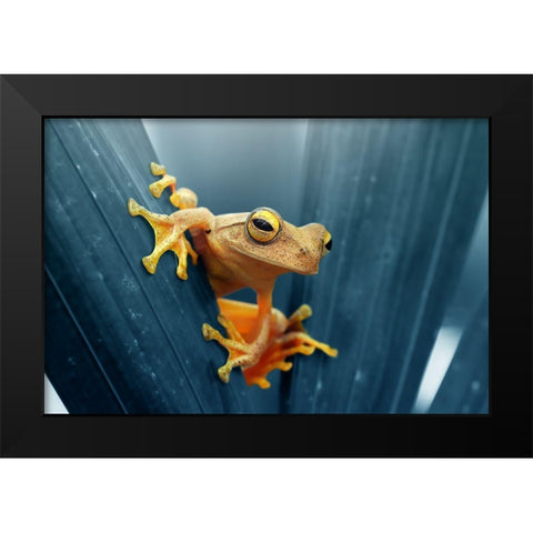 Frog - The Gold Black Modern Wood Framed Art Print by Priyadi, Andri