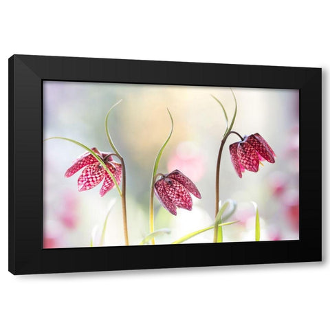 Snakes Head Fritillary Black Modern Wood Framed Art Print by Disher, Mandy