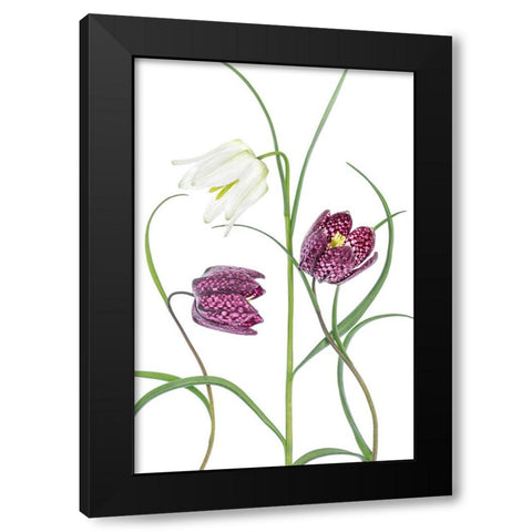Snakes Head Fritillary Black Modern Wood Framed Art Print with Double Matting by Disher, Mandy