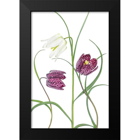Snakes Head Fritillary Black Modern Wood Framed Art Print by Disher, Mandy