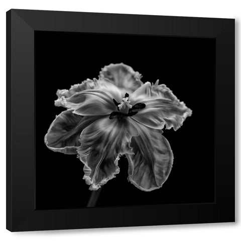 Parrot Tulip Black Modern Wood Framed Art Print by Gronkjar, Lotte