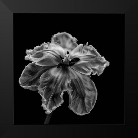 Parrot Tulip Black Modern Wood Framed Art Print by Gronkjar, Lotte