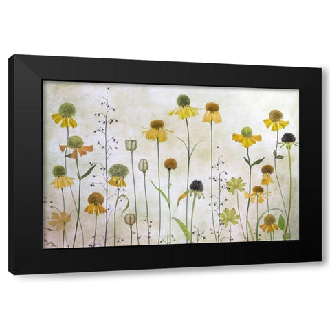 Helenium Black Modern Wood Framed Art Print with Double Matting by Disher, Mandy