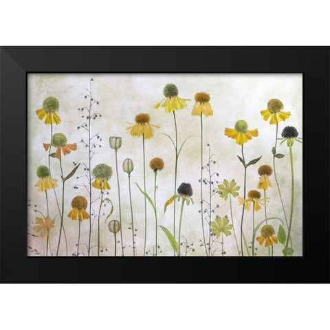 Helenium Black Modern Wood Framed Art Print by Disher, Mandy