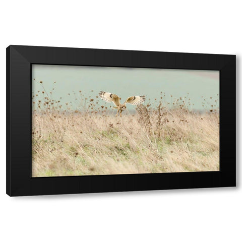 Hunting Short Eared Owl Black Modern Wood Framed Art Print with Double Matting by Meswani, Prashant