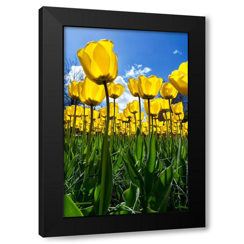 Tulipani Black Modern Wood Framed Art Print by Ravasco, Lorenzo