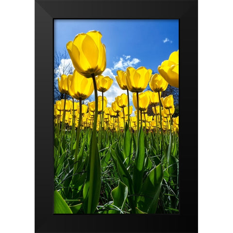 Tulipani Black Modern Wood Framed Art Print by Ravasco, Lorenzo