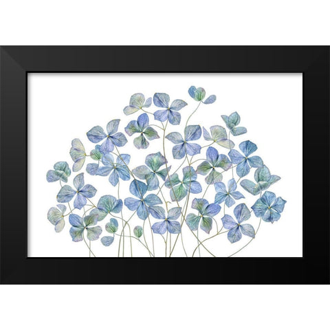 Hydrangea Black Modern Wood Framed Art Print by Disher, Mandy