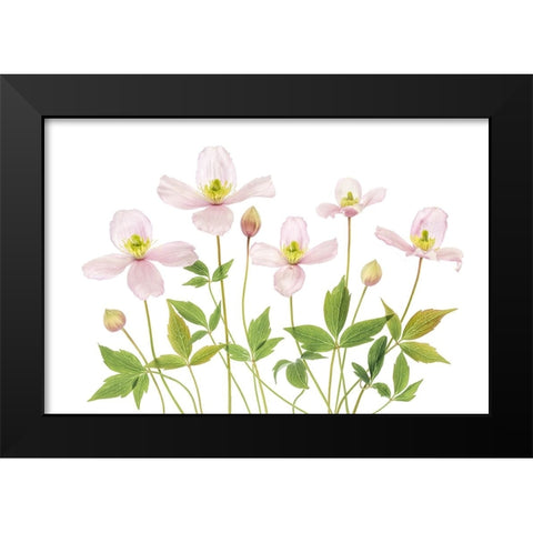 Clematis Black Modern Wood Framed Art Print by Disher, Mandy