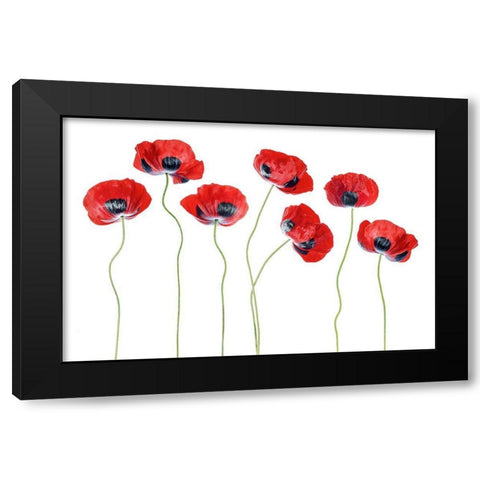 Ladybird Poppies Black Modern Wood Framed Art Print by Disher, Mandy