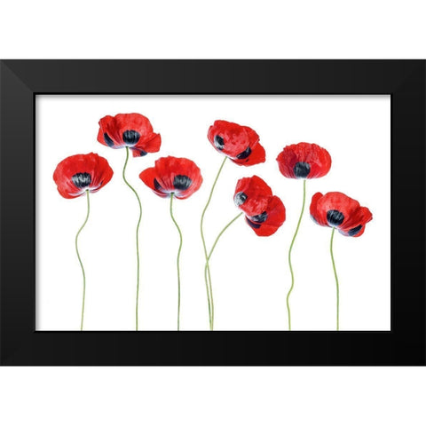 Ladybird Poppies Black Modern Wood Framed Art Print by Disher, Mandy