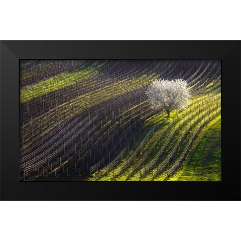 Strings Of Spring Black Modern Wood Framed Art Print by Sokolovsky, Vlad