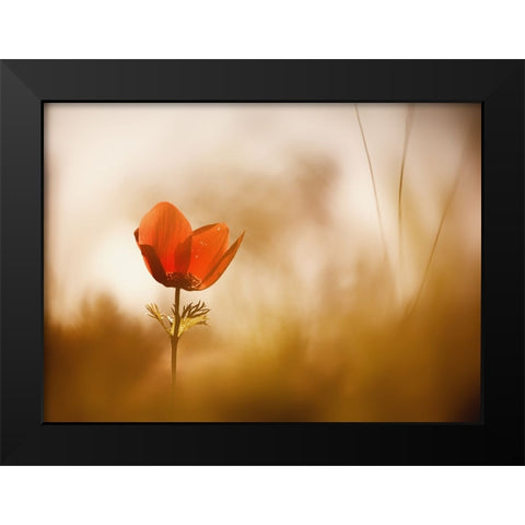 Untitled Black Modern Wood Framed Art Print by Or, Keren