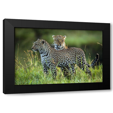 Leopard Family Black Modern Wood Framed Art Print with Double Matting by Roshkumar