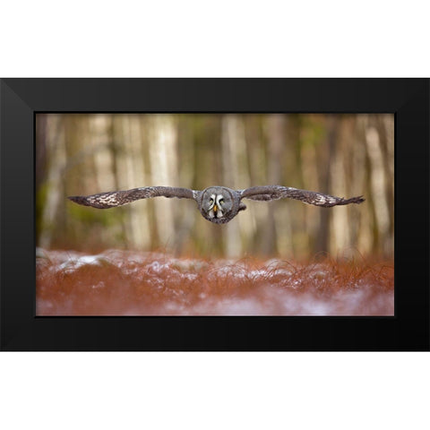 Great Grey Owl Black Modern Wood Framed Art Print by Zygmunt, Milan