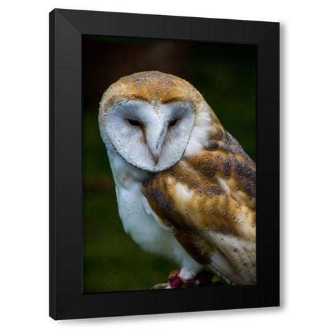 Tawny Black Modern Wood Framed Art Print with Double Matting by Bozzard, Edward