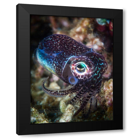 Baby Cuttlefish Black Modern Wood Framed Art Print by Gabriel, Barathieu