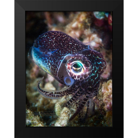 Baby Cuttlefish Black Modern Wood Framed Art Print by Gabriel, Barathieu