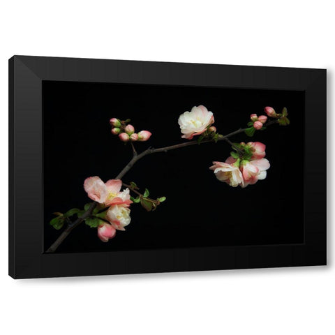 Manzano Silvestre En Flor Black Modern Wood Framed Art Print with Double Matting by Rodriguez Maldonado, Antonio