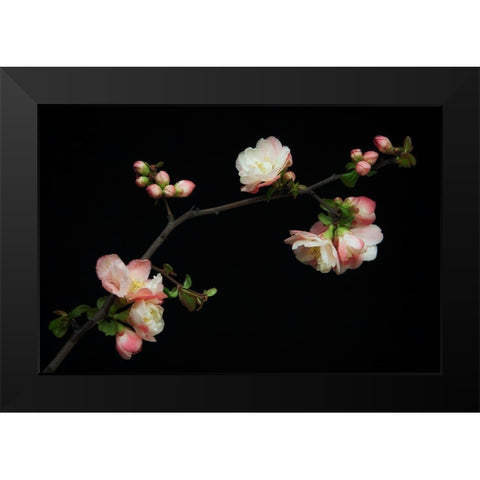 Manzano Silvestre En Flor Black Modern Wood Framed Art Print by Rodriguez Maldonado, Antonio