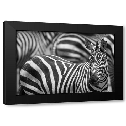 Stripes Black Modern Wood Framed Art Print with Double Matting by Catta, Alessandro