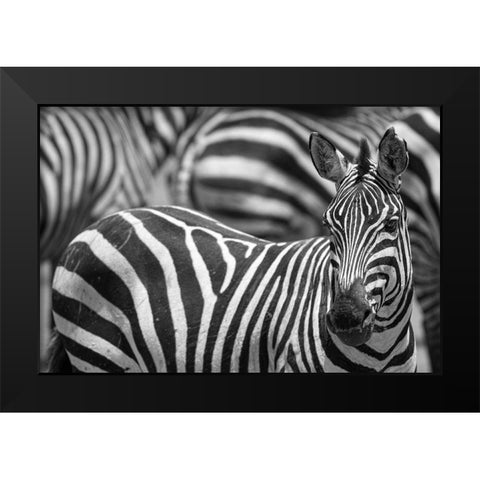Stripes Black Modern Wood Framed Art Print by Catta, Alessandro