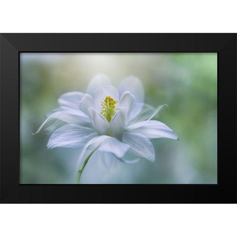 Purity Black Modern Wood Framed Art Print by Parker, Jacky