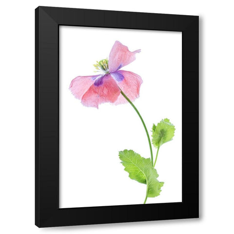 Poppy Black Modern Wood Framed Art Print with Double Matting by Disher, Mandy
