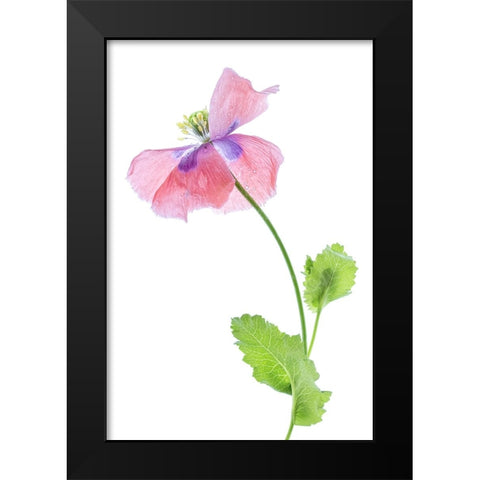 Poppy Black Modern Wood Framed Art Print by Disher, Mandy
