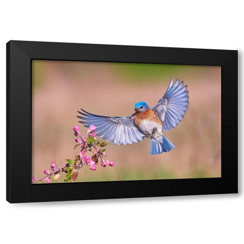 Colorful Spring Black Modern Wood Framed Art Print by Luo, Jim