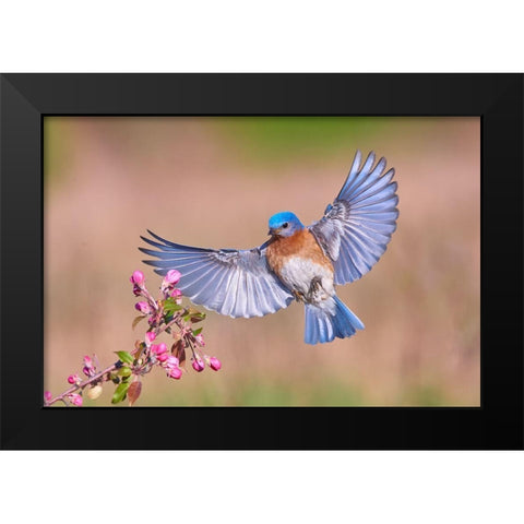 Colorful Spring Black Modern Wood Framed Art Print by Luo, Jim