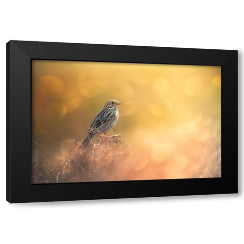 Lost In Bokeh Black Modern Wood Framed Art Print with Double Matting by Pezeshki, Sina