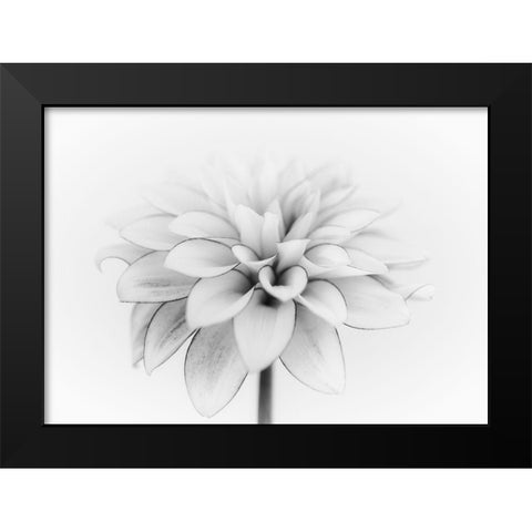 White Dahlia Black Modern Wood Framed Art Print by Gronkjar, Lotte