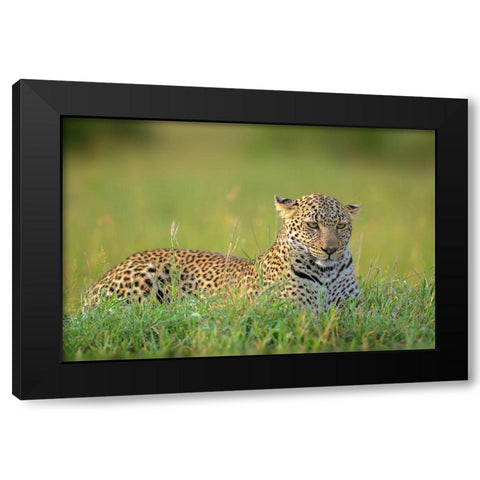 The Leopard Black Modern Wood Framed Art Print with Double Matting by Roshkumar