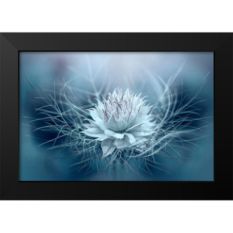 Love-In-A-Mist Black Modern Wood Framed Art Print by Parker, Jacky