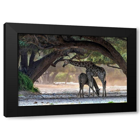 Giraffe Black Modern Wood Framed Art Print with Double Matting by Damico, Giuseppe