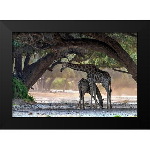 Giraffe Black Modern Wood Framed Art Print by Damico, Giuseppe