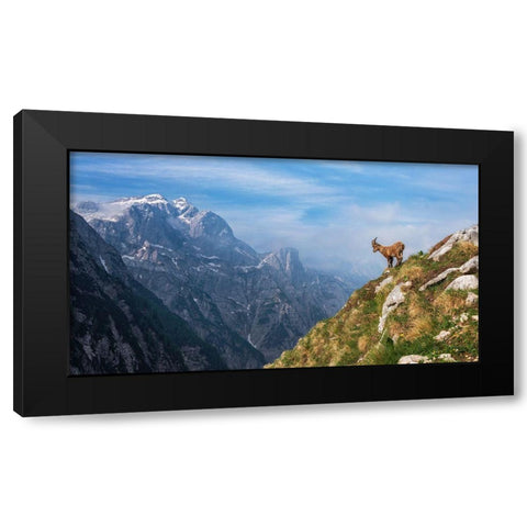 Alpine Ibex In The Mountains Black Modern Wood Framed Art Print with Double Matting by Krivec, Ales