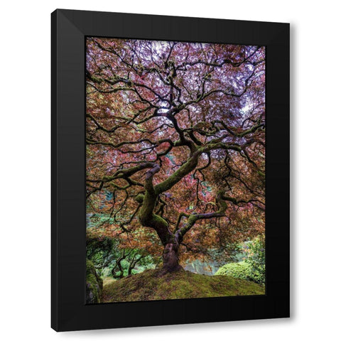 Japanese Maple Tree Black Modern Wood Framed Art Print by Centioli, Mike