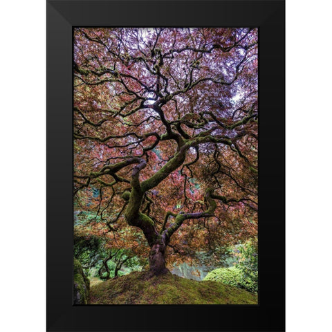 Japanese Maple Tree Black Modern Wood Framed Art Print by Centioli, Mike