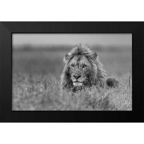 Lion Black Modern Wood Framed Art Print by Damico, Giuseppe