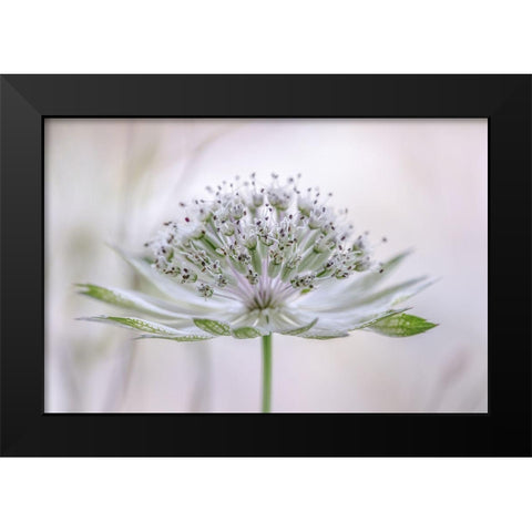 Astrantia Black Modern Wood Framed Art Print by Disher, Mandy