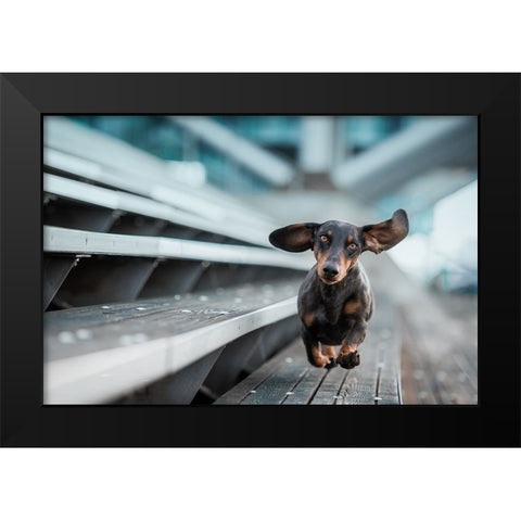 Ein Kleiner Hund Lacuft Durch Die Welt.... Black Modern Wood Framed Art Print by Willers, Heike