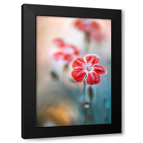 Dianthus Black Modern Wood Framed Art Print with Double Matting by Disher, Mandy