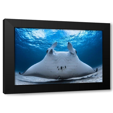 Take Off / Manta Airline Black Modern Wood Framed Art Print by Gabriel, Barathieu