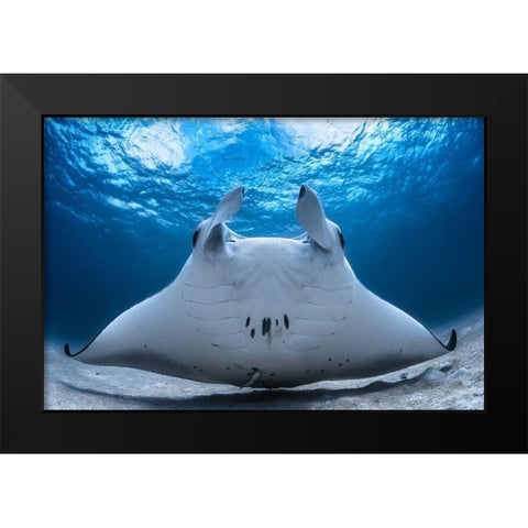 Take Off / Manta Airline Black Modern Wood Framed Art Print by Gabriel, Barathieu